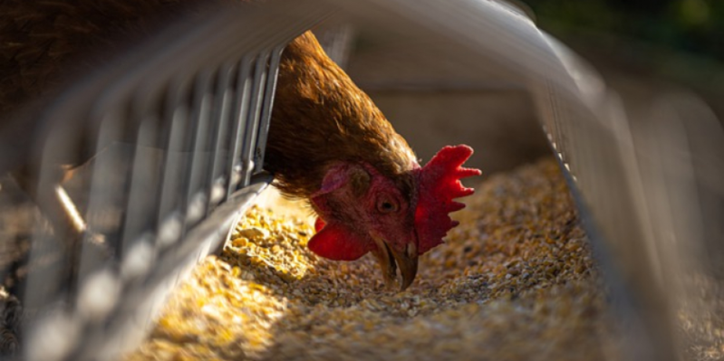 Цены на яйца и мясо птицы могут сильно подорожать - 2021-02-17 10:05:00 - 1