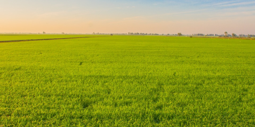 Многодетные семьи смогут получить землю под строительство дома в садоводствах - 2023-06-03 20:05:00 - 1