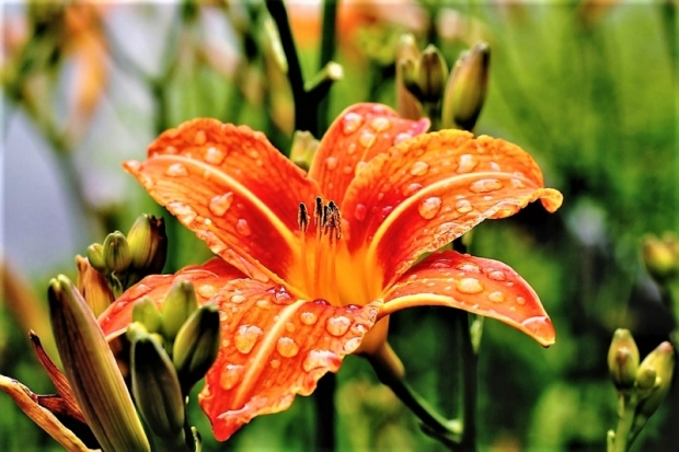 14 июля в Великих Луках ожидается до +25°С - 2018-07-13 22:02:00 - 1