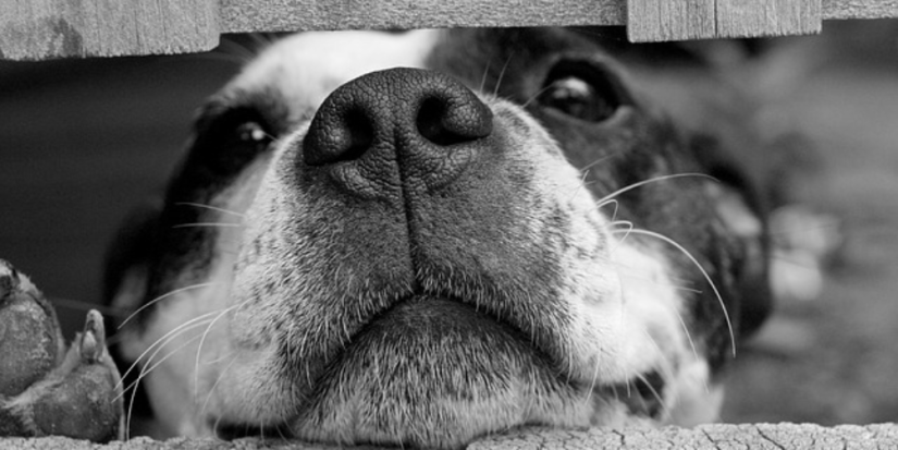 Россиян могут начать штрафовать за самовыгул животных - 2023-05-10 19:05:00 - 1