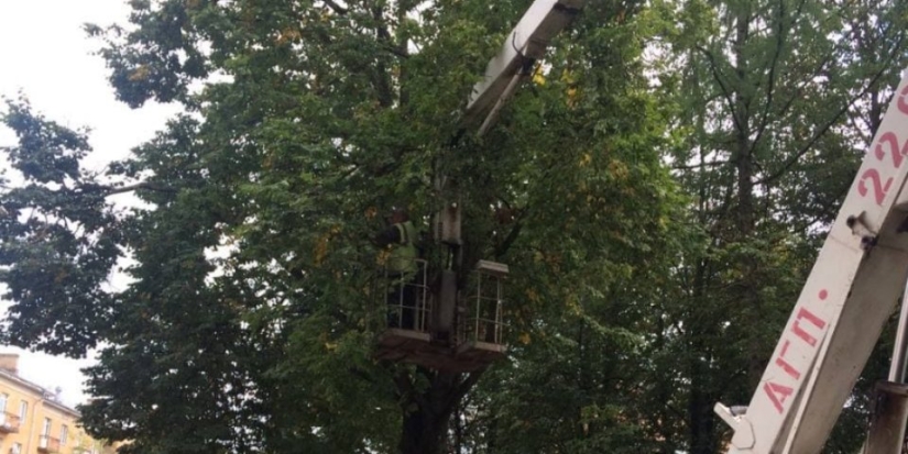 На площади Рокоссовского в Великих Луках проводится формировка деревьев - 2021-09-09 16:32:00 - 1