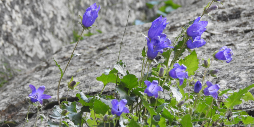 В Краснодарском крае обнаружили новый вид колокольчиков - 2023-04-16 12:00:00 - 1