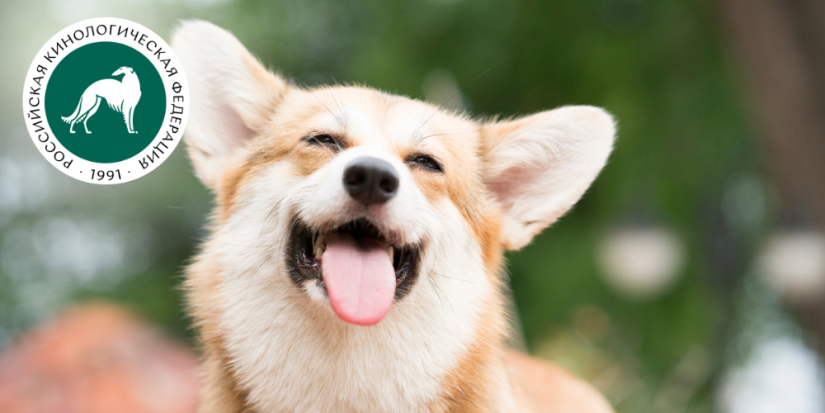 В честь каких героев мультфильмов называют собак - 2023-06-05 19:05:00 - 1