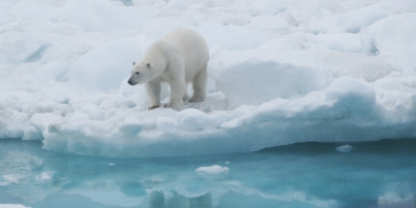 На острове Врангеля в Чутском море проводят «Беломедвежью перепись» - 2023-03-19 10:00:00 - 1