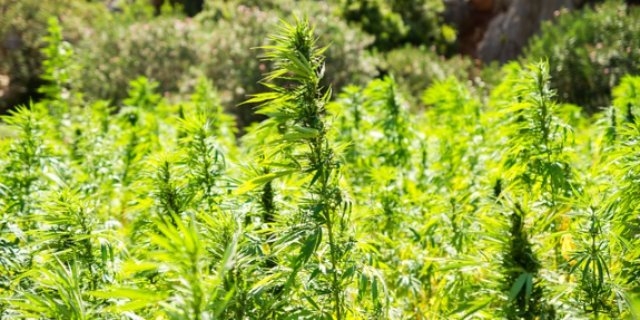 На территории региона проводится оперативно-профилактическая операция «Мак-2021» - 2021-06-09 12:36:00 - 1