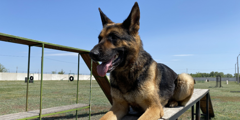 Псковский кинолог представила СЗФО на чемпионате ФТС России - 2023-06-09 10:05:00 - 1