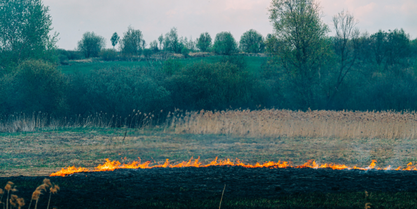 Лесные пожары могут возникнуть в Псковской области в мае - 2023-05-02 17:06:00 - 1