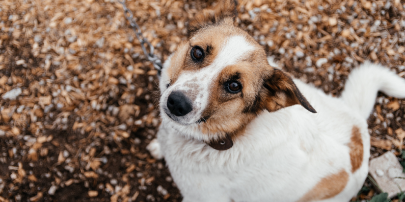 Добровольцы ПсковГУ приняли участие в фестивале в приюте «Лесопилка» - 2023-06-05 14:05:00 - 1