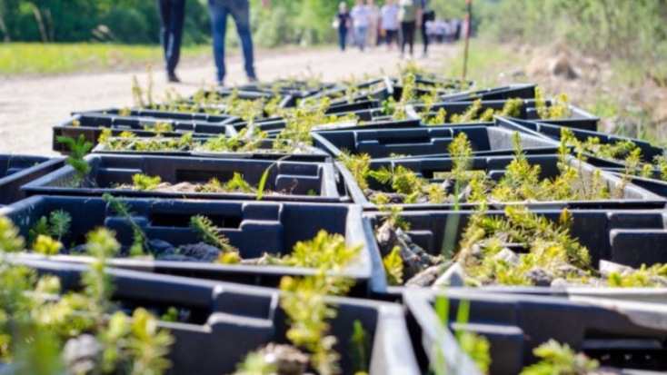 Порядка 29 тыс саженцев ели высадили добровольцы в Псковском районе - 2021-06-06 15:03:00 - 1