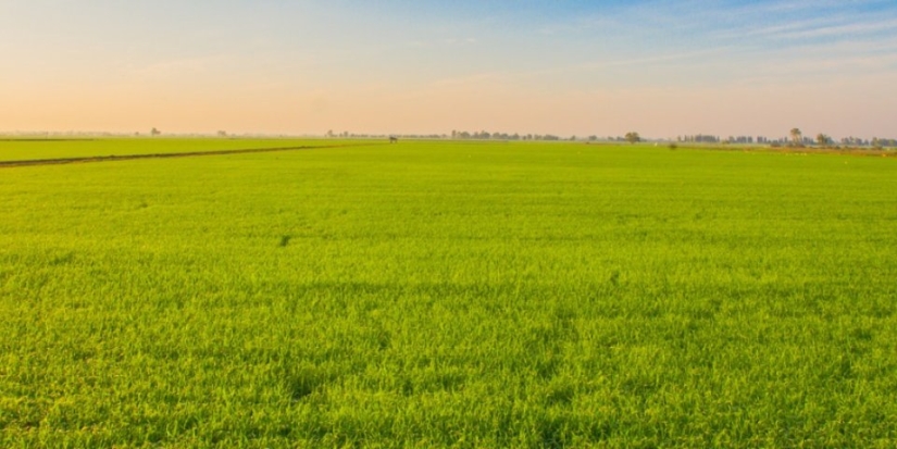В Великих Луках сдается участок для индивидуального жилищного строительства - 2021-06-15 14:43:00 - 1