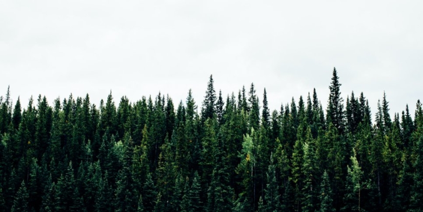 Подведены итоги крупнейшей лесовосстановительной акции России - 2021-11-27 19:00:00 - 1