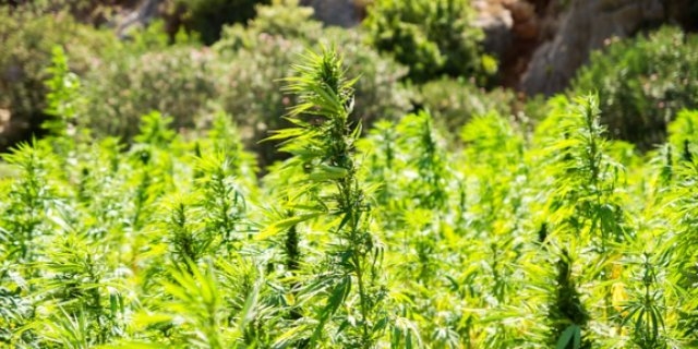 В Псковской области продолжается операция «МАК-2021» - 2021-06-25 14:13:00 - 1