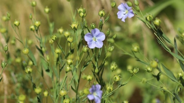В Пскове состоится презентация музея «Льняная губерния» - 2021-05-14 13:12:00 - 1