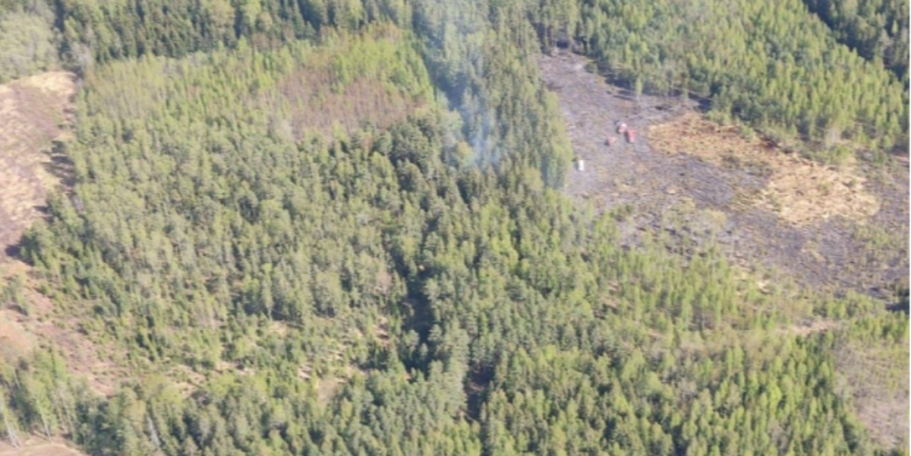 3 лесных пожара произошло за истекшие сутки на территории Псковской области - 2023-05-11 15:05:00 - 1