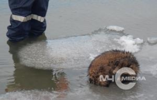 Спасатели сняли со льдины енота - 2018-12-04 16:38:00 - 1