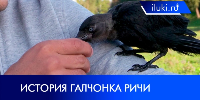 Великолучанин подружился с дикой птицей - 2021-08-16 20:00:00 - 1