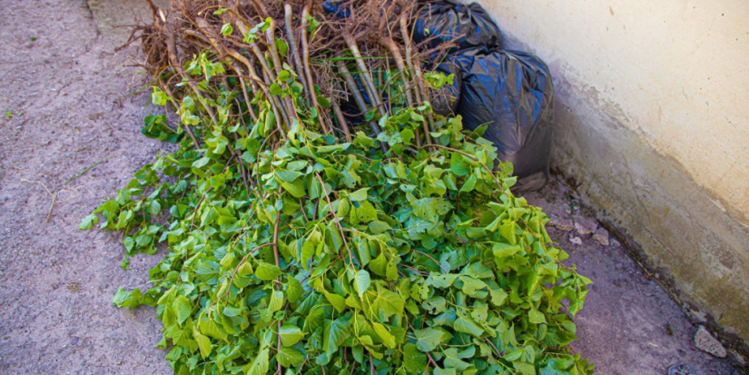 Пушкиногорские липы высадят в Калужской области - 2024-05-24 12:05:00 - 1