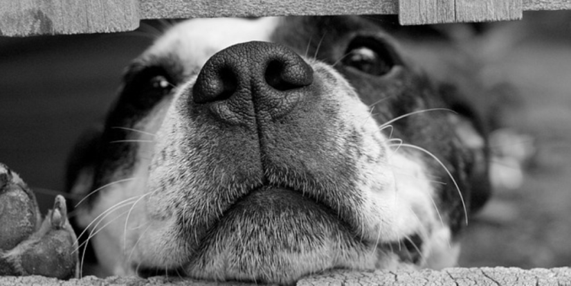 Госдума не одобрила эвтаназию бездомных животных - 2023-07-16 10:05:00 - 1