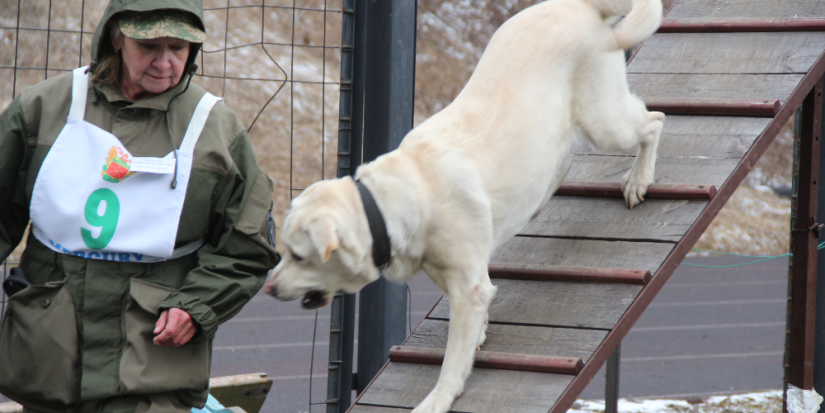 Кинологи Псковской области стали вторыми на соревнованиях СЗФО - 2024-04-25 16:35:00 - 1