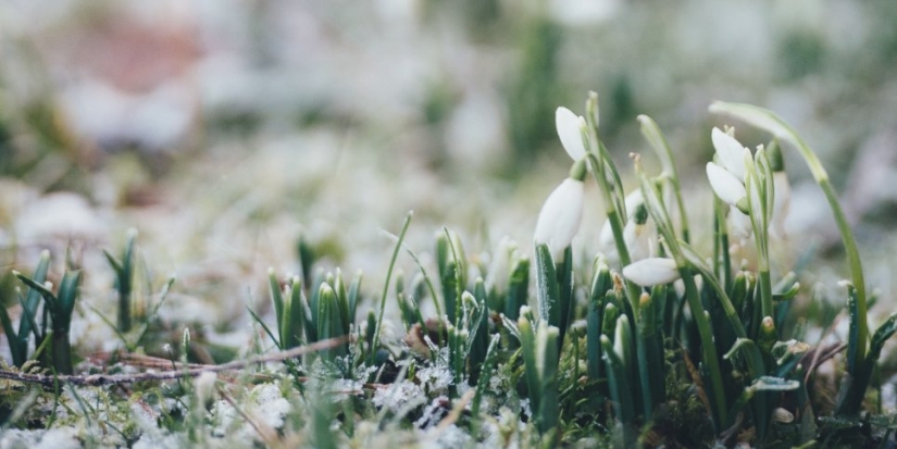 Названы примерные даты прихода весны в европейскую часть России - 2022-02-02 19:30:00 - 1