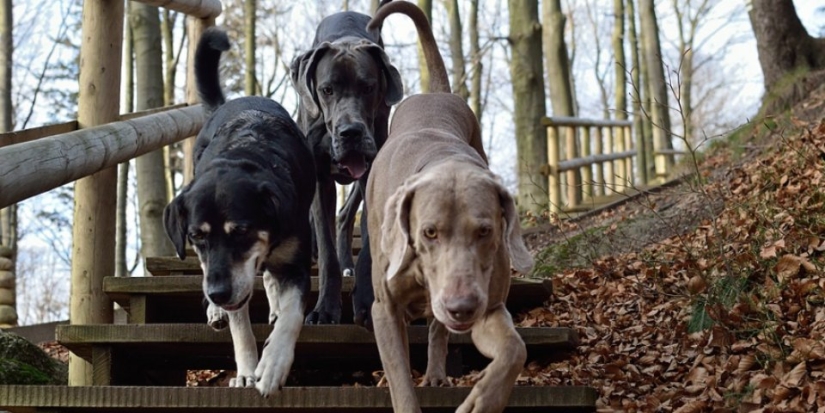 В Великих Луках проводится бесплатная вакцинация животных от бешенства - 2021-10-01 10:38:00 - 1