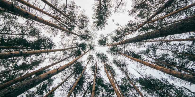 Реализуется третий этап строительства парка в Зелёной зоне в Великих Луках - 2021-09-10 09:13:00 - 1