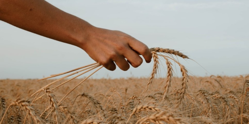 Аграрии получили больше кредитов на сезонные полевые работы - 2022-09-24 16:00:00 - 1