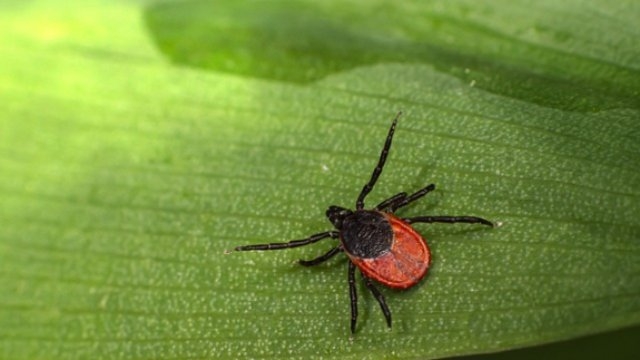 Противоклещевая обработка пройдет в Великих Луках - 2021-05-20 12:36:00 - 1