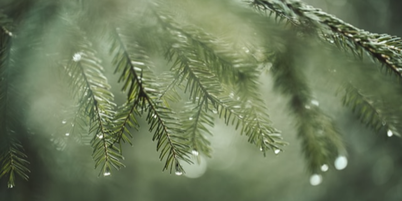 Ель Псковской области с выставки «Россия» высажена в парке Москвы - 2024-04-22 16:05:00 - 1