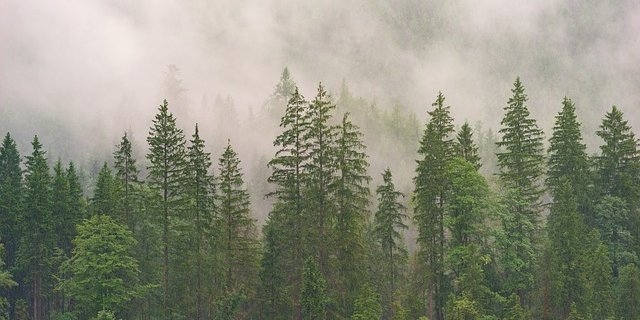 МЧС напоминает правила пожарной безопасности в лесу - 2021-06-12 18:00:00 - 1