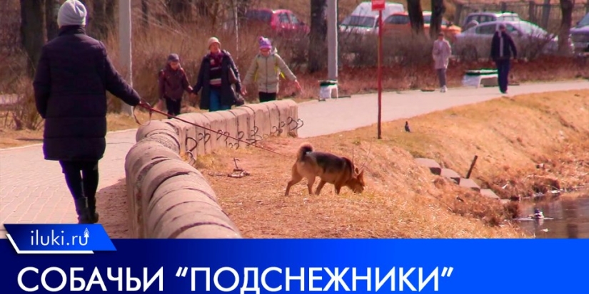 Горожане могут заплатить штрафы за ненадлежащий выгул собак? - 2022-04-16 14:00:00 - 1