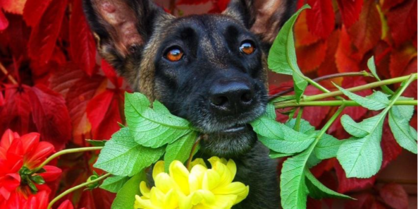 Кинологи СЗФО заняли большинство призовых мест в всероссийском фотоконкурсе - 2023-05-31 13:05:00 - 1