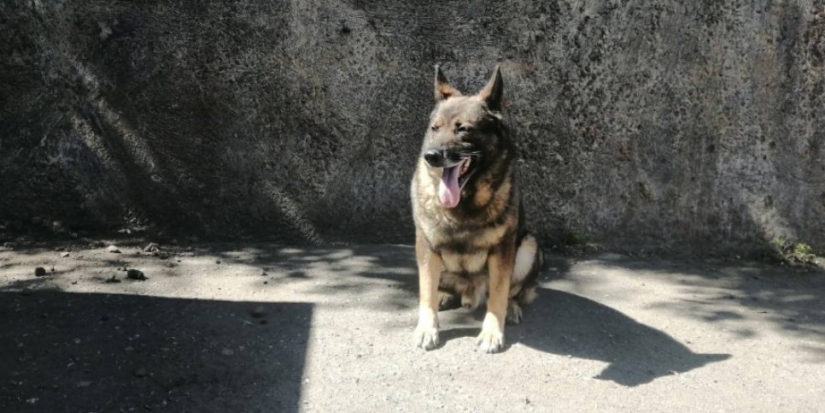 21 июня в России отмечается День кинолога - 2021-06-21 15:36:00 - 1