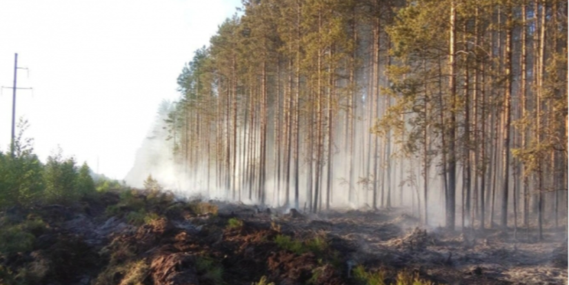 В Псковской области было ликвидировано 3 лесных пожара - 2023-05-03 13:35:00 - 1