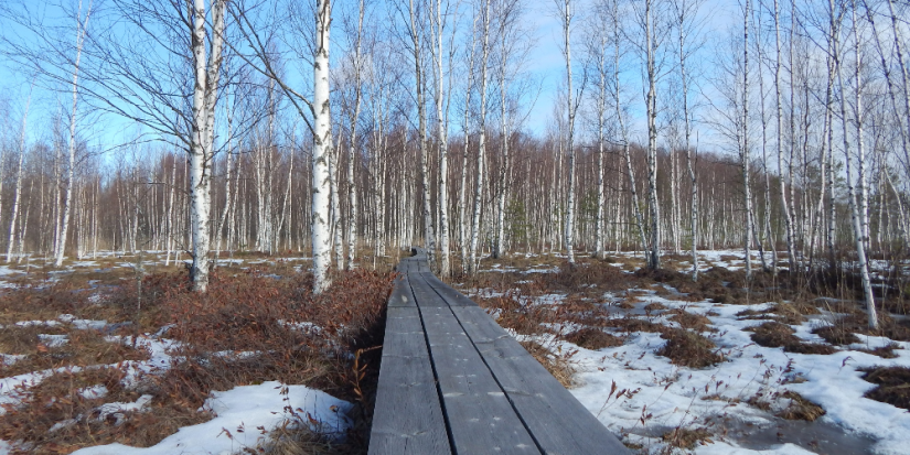 Столовую косуль и кузницу дятла посетили специалисты в Полистовском заповеднике - 2024-03-25 17:05:00 - 1