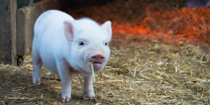 Россиян хотят штрафовать за неправильное обращение с навозом - 2023-01-19 18:05:00 - 1