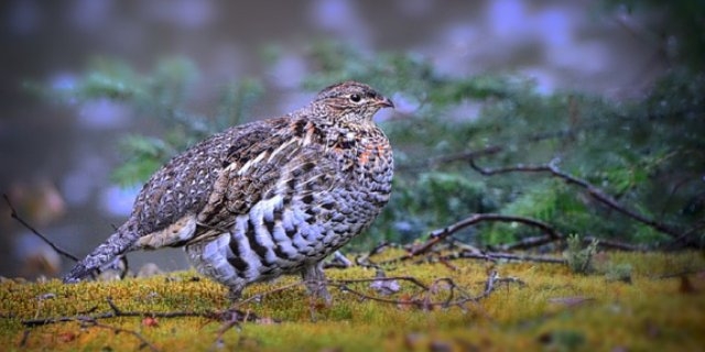 Великолукская прокуратура выявила браконьерские сайты - 2021-10-13 13:05:00 - 1
