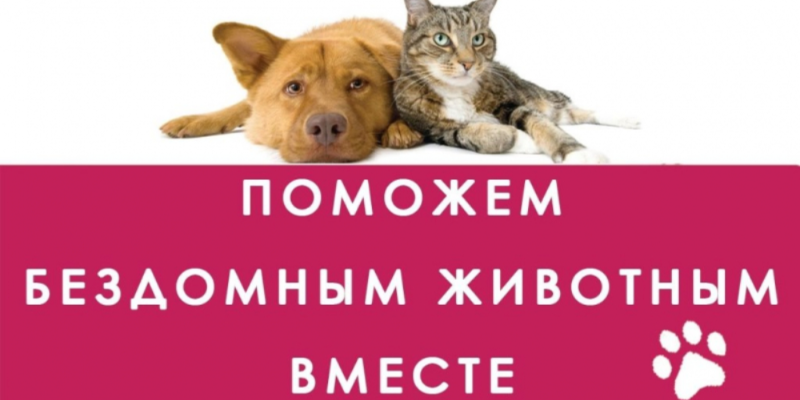 Великолучане могут помочь животным, приняв участие в акции «Доброе сердце» - 2021-03-17 14:56:00 - 1