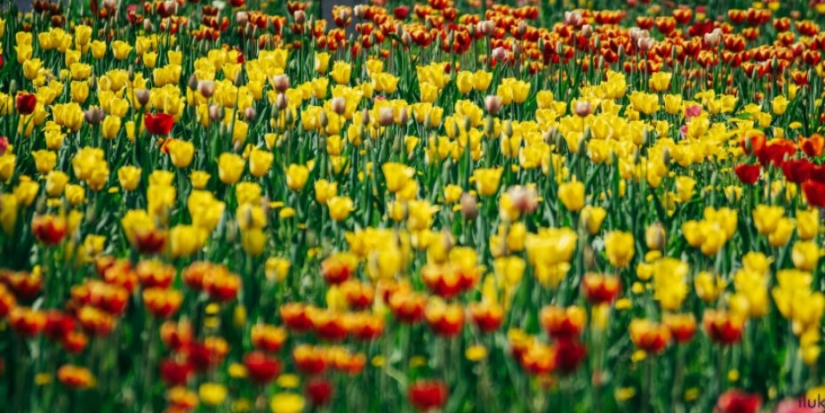 В Великих Луках раскрыта кража почти 200 тюльпанов - 2021-06-21 14:28:00 - 1