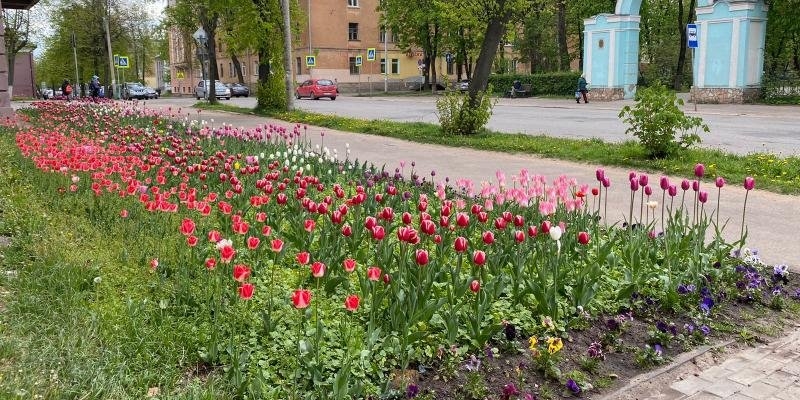 Великолукские клумбы готовят к высадке летних саженцев - 2022-05-17 17:35:00 - 1