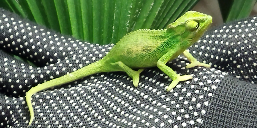 Неучтенного «пассажира» самолета поселили в Ленинградском зоопарке - 2023-04-03 17:35:00 - 1