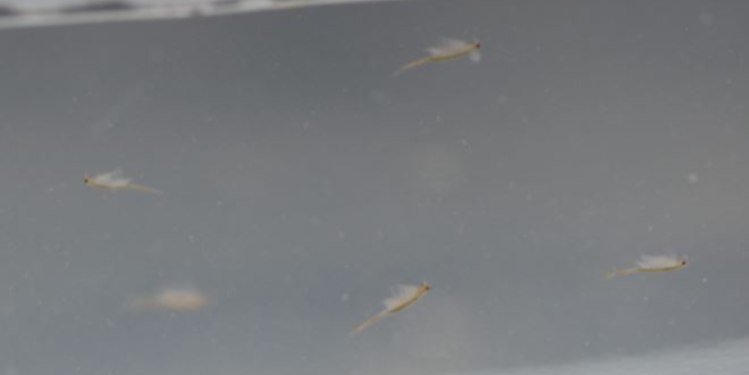 В России открыт ранее неизвестный вид ракообразных - 2023-02-12 20:05:00 - 1