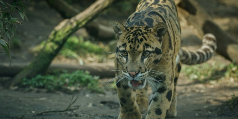 15 июля в Краснодарском крае отметили День леопарда - 2022-07-16 20:00:00 - 1