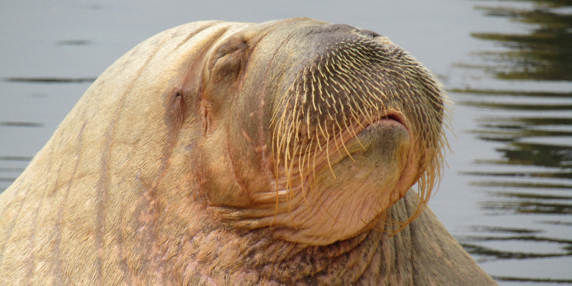 Большому Арктическому заповеднику исполнилось 30 лет - 2023-05-14 10:00:00 - 1