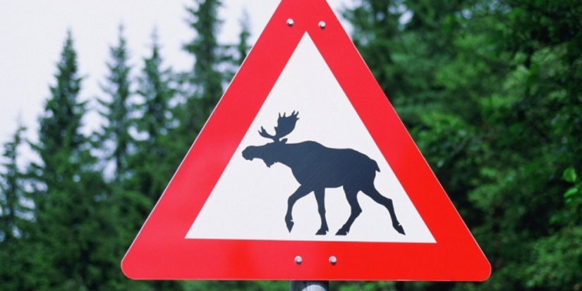 Как избежать неприятностей при встрече на дороге с лосем? - 2023-05-13 18:05:00 - 1