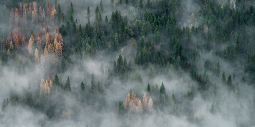 На борьбу с лесными пожарами выделены 2,8 млрд рублей - 2021-06-20 18:00:00 - 1