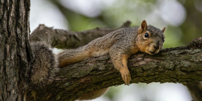 В России стало больше лосей, косуль и колонков, но меньше белок и кабарги - 2022-03-08 20:00:00 - 1