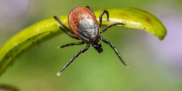 За неделю в Псковской области от укусов клещей пострадали 179 человек - 2021-06-10 16:45:00 - 1