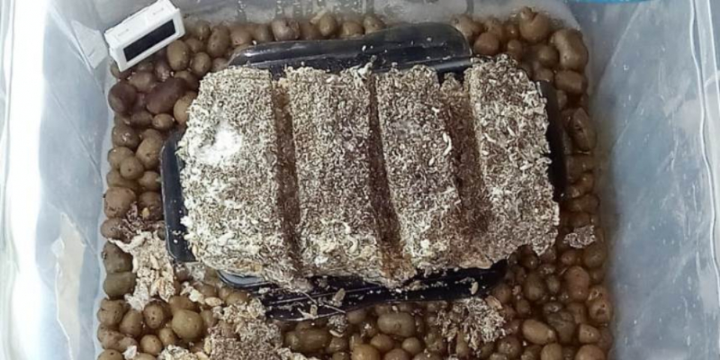 В Псковской области задержали выходцев с Урала, торговавших наркотиками - 2021-02-10 12:30:00 - 1