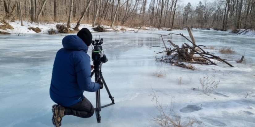 Амурского тигра в России сняли для корейского фильма - 2022-02-12 20:00:00 - 1